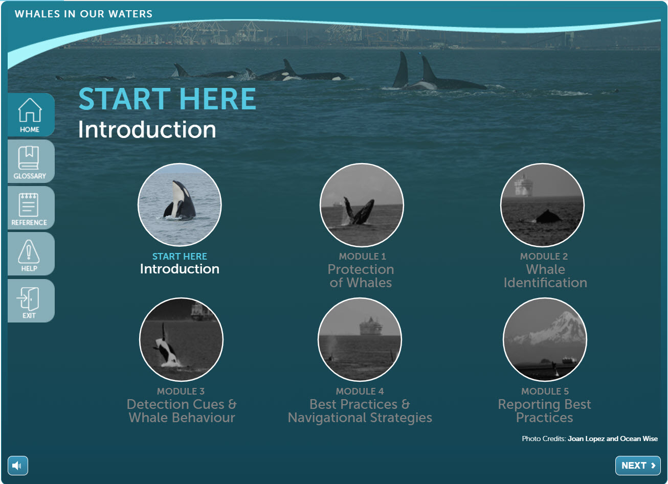 Whales-homepage