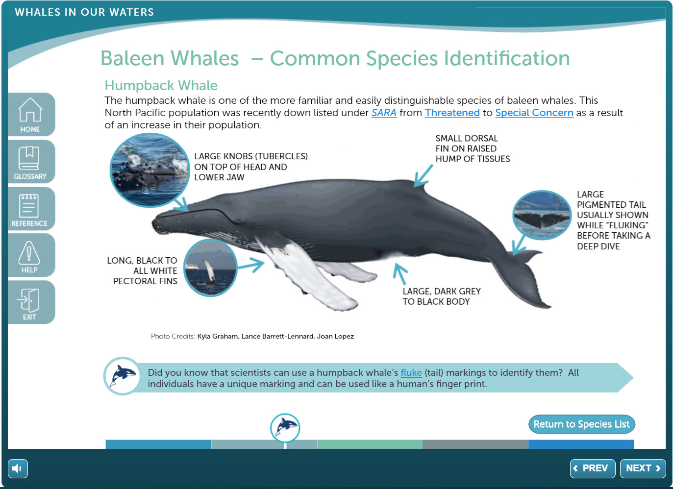 Whales-species-page